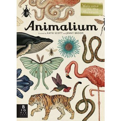 Animalium: Welcome to the Museum by Jenny Broom