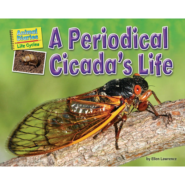 A Periodical Cicada's Life by Ellen Lawrence
