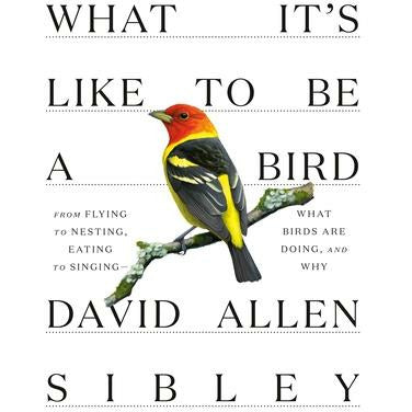 What It's Like to Be a Bird: From Flying to Nesting, Eating to Singing--What Birds Are Doing, and Why by David Allen Sibley